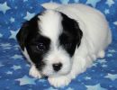 snoopy1 coton de tulear puppy for sale w4