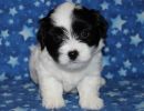 snoopy1 coton de tulear puppy for sale w5