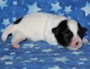 snoopy2 coton de tulear puppy for sale w1