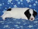 snoopy2 coton de tulear puppy for sale w2