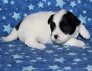 snoopy2 coton de tulear puppy for sale w3