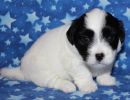 snoopy2 coton de tulear puppy for sale w4