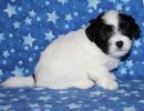 snoopy2 coton de tulear puppy for sale w5