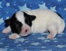 snoopy3 coton de tulear puppy for sale w1