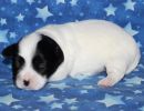 snoopy3 coton de tulear puppy for sale w2