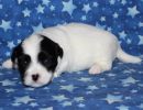 snoopy3 coton de tulear puppy for sale w3