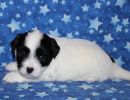 snoopy3 coton de tulear puppy for sale w4