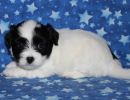 snoopy3 coton de tulear puppy for sale w5