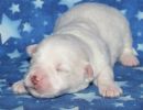 snowball1 coton de tulear puppy for sale w1.
