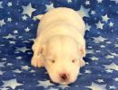 snowball1 coton de tulear puppy for sale w2