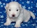 snowball1 coton de tulear puppy for sale w3