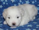 snowball1 coton de tulear puppy for sale w4