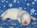 snowball2 coton de tulear puppy for sale w1.
