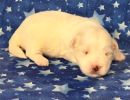 snowball2 coton de tulear puppy for sale w2