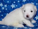 snowball2 coton de tulear puppy for sale w3