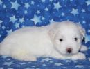 snowball2 coton de tulear puppy for sale w4