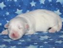 snowball3 coton de tulear puppy for sale w1.