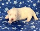 snowball3 coton de tulear puppy for sale w2