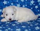 snowball3 coton de tulear puppy for sale w3