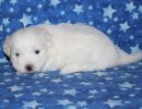 snowball3 coton de tulear puppy for sale w4