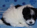solomon2 cotondetulearpuppyforsalew6