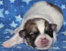 sonic1 coton de tulear puppy for sale w1.