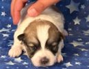 sonic1 coton de tulear puppy for sale w2