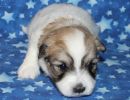 sonic1 coton de tulear puppy for sale w3