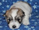 sonic1 coton de tulear puppy for sale w4