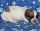 sonic2 coton de tulear puppy for sale w1.