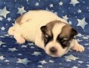 sonic2 coton de tulear puppy for sale w2