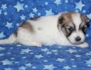 sonic2 coton de tulear puppy for sale w3