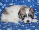 sonic2 coton de tulear puppy for sale w4