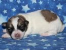 sonic3 coton de tulear puppy for sale w1.