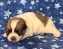 sonic3 coton de tulear puppy for sale w2