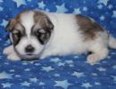 sonic3 coton de tulear puppy for sale w3