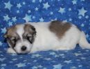 sonic3 coton de tulear puppy for sale w4