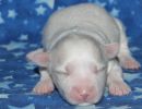 sparky1 coton de tulear puppy for sale w1