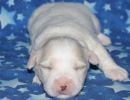 sparky1 coton de tulear puppy for sale w2