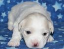 sparky1 coton de tulear puppy for sale w3