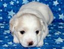 sparky1 coton de tulear puppy for sale w4