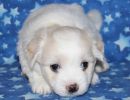 sparky1 coton de tulear puppy for sale w5