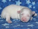 sparky2 coton de tulear puppy for sale w1