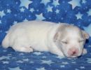sparky2 coton de tulear puppy for sale w2