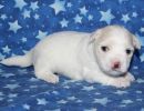 sparky2 coton de tulear puppy for sale w3