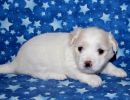 sparky2 coton de tulear puppy for sale w4
