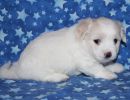 sparky2 coton de tulear puppy for sale w5