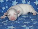 sparky3 coton de tulear puppy for sale w1