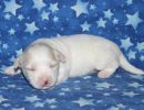 sparky3 coton de tulear puppy for sale w2