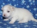 sparky3 coton de tulear puppy for sale w3